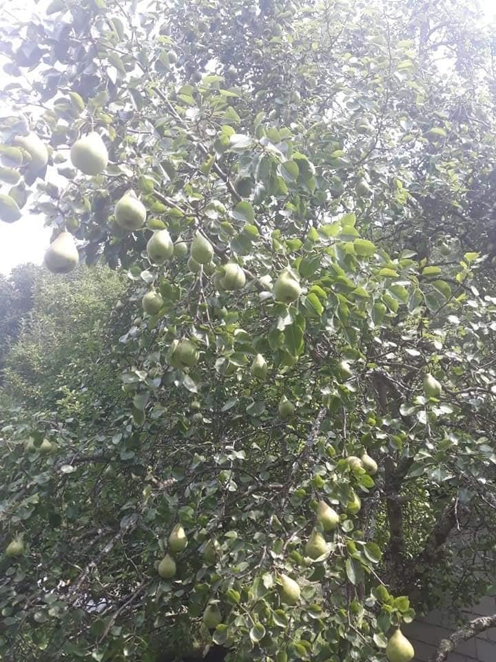 Cijedjeni-sokovi-Sirce-od-cijedjenih-divljih-jabuka