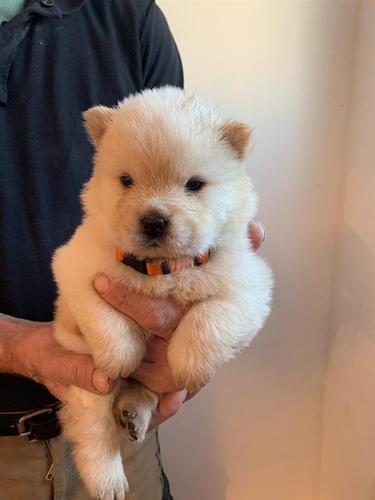 Štenad Chow Chow   