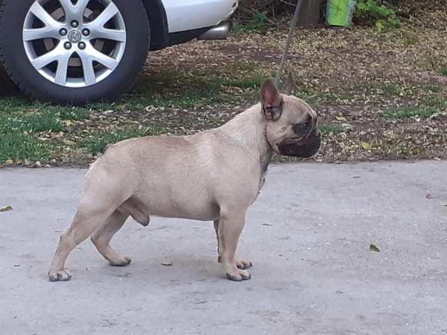 Francuski-buldog--zreli-psi
