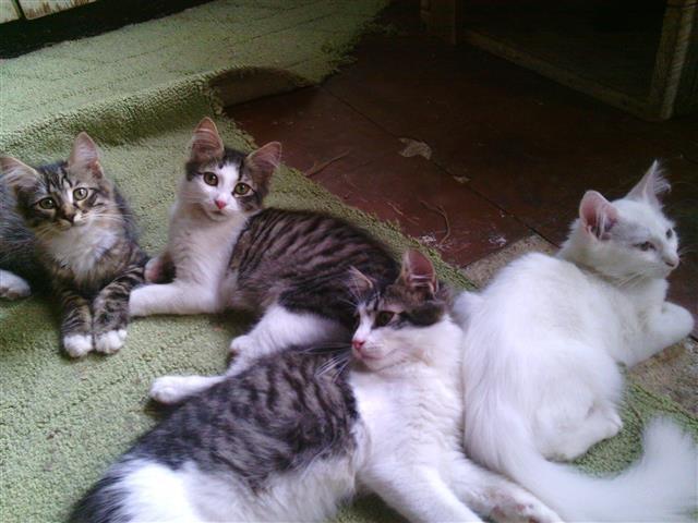 Macici
