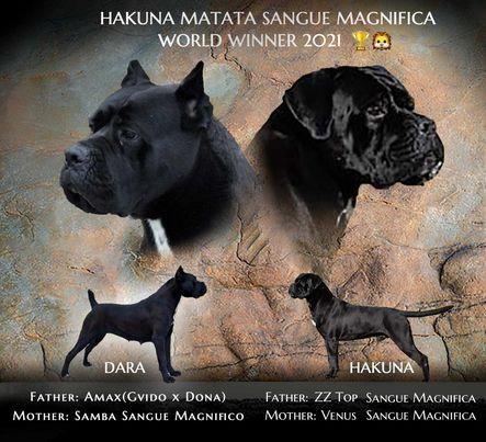 Cane Corso štenci 
