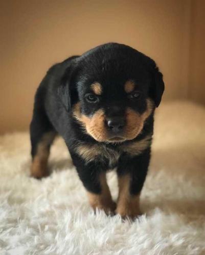 Štene Rottweiler za usvajanje