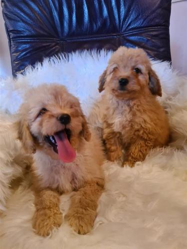 Labradoodle štenci