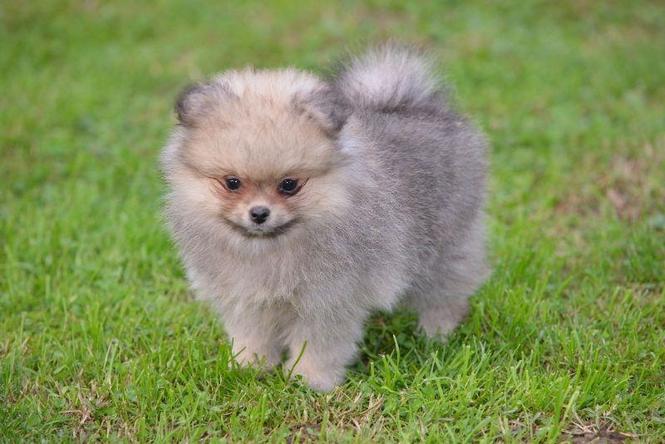 Pomeranac prelepi štenci