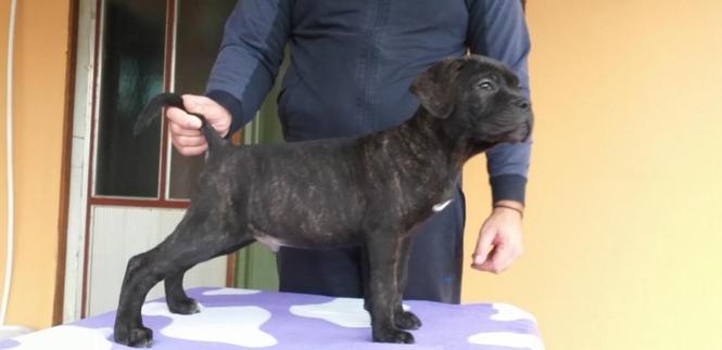 Cane corso štenci