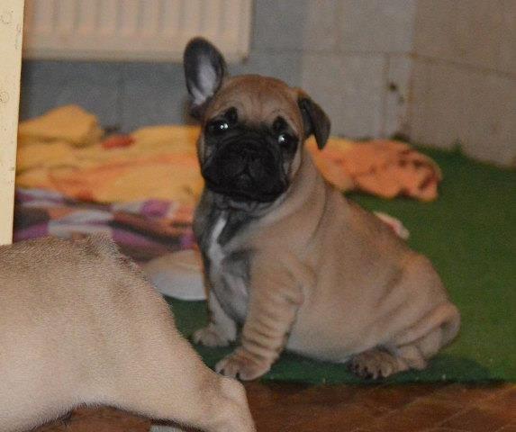 Francuski BULDOG stenci bez i tigraste boje