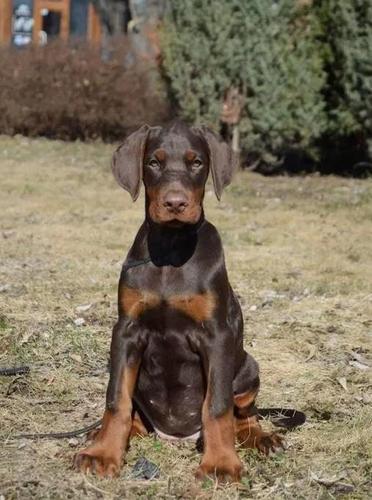 Doberman i rotvajler štenci na prodaju