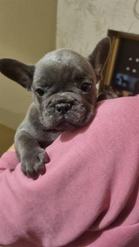 Francuski Buldog