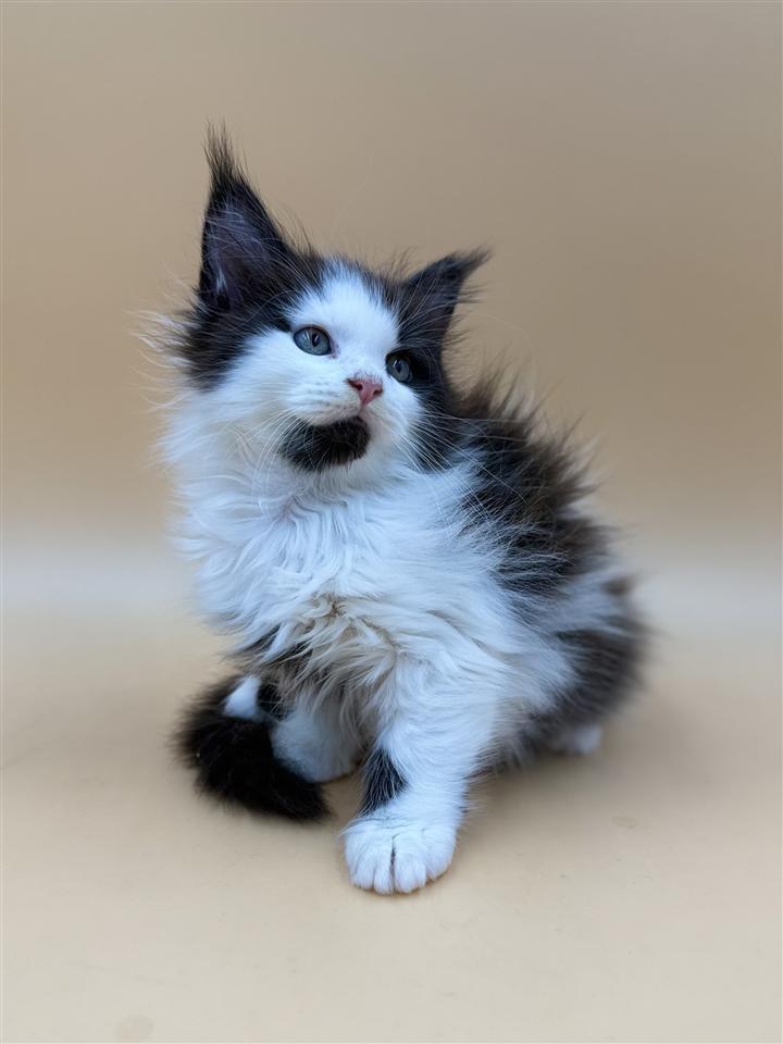 Maine-Coon-Thalia---divine-princess