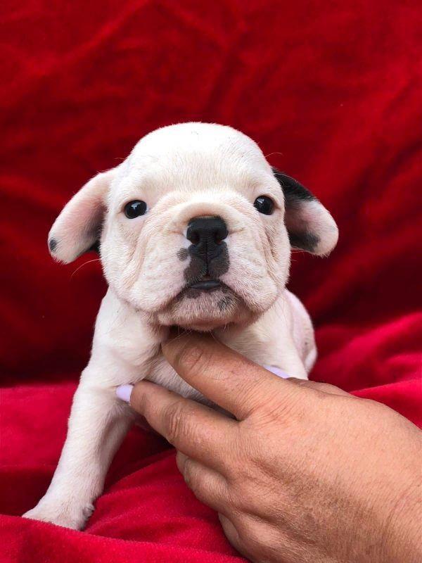 Francuski-Buldog