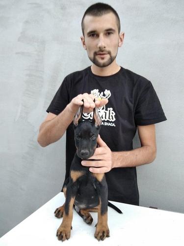 Doberman stenci