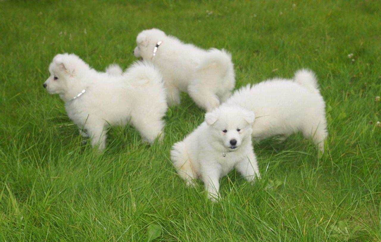 Samojedni-štenad-na-prodaju-