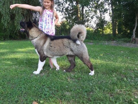 Americka akita