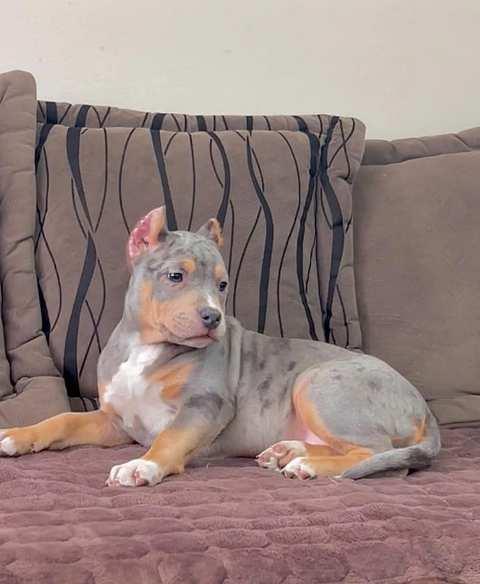 Pitbull-Bluenose-Blue-merle-štenci