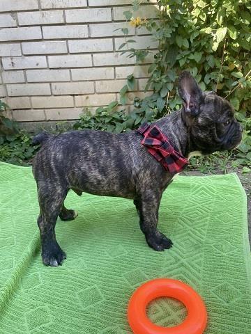 Francuski-buldog--muški-štenci