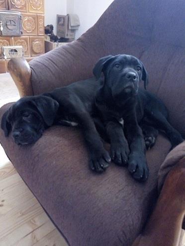 Cane corso štenci