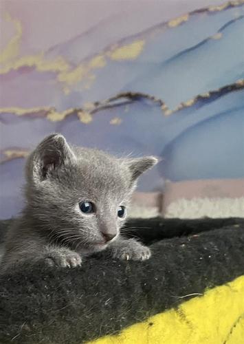PRODAJA RUSKIH PLAVIH MAČIĆA