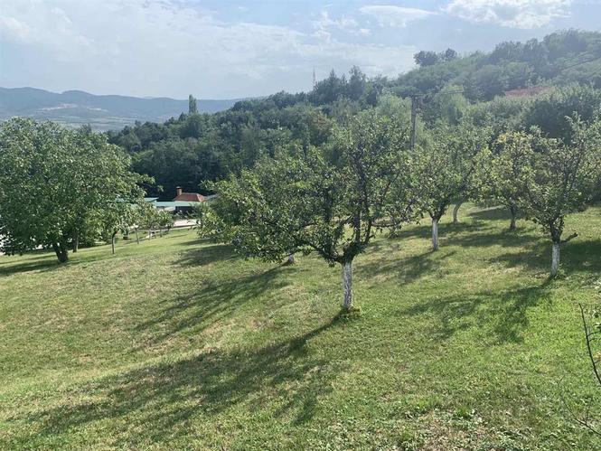 Srbija, Topola