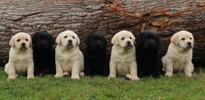Labrador Retriver