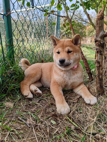Šiba (Shiba) inu štenci