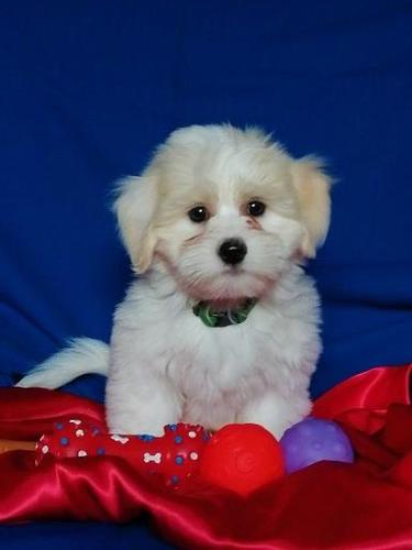 Coton de Tulear-Tulearski pas