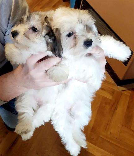 Coton de Tulear