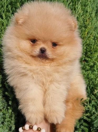 Pomeranac Boo stenci 