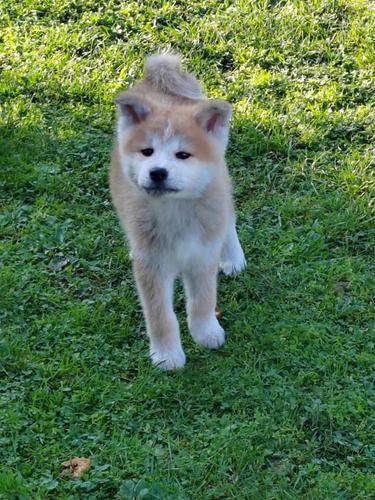 AKITA INU