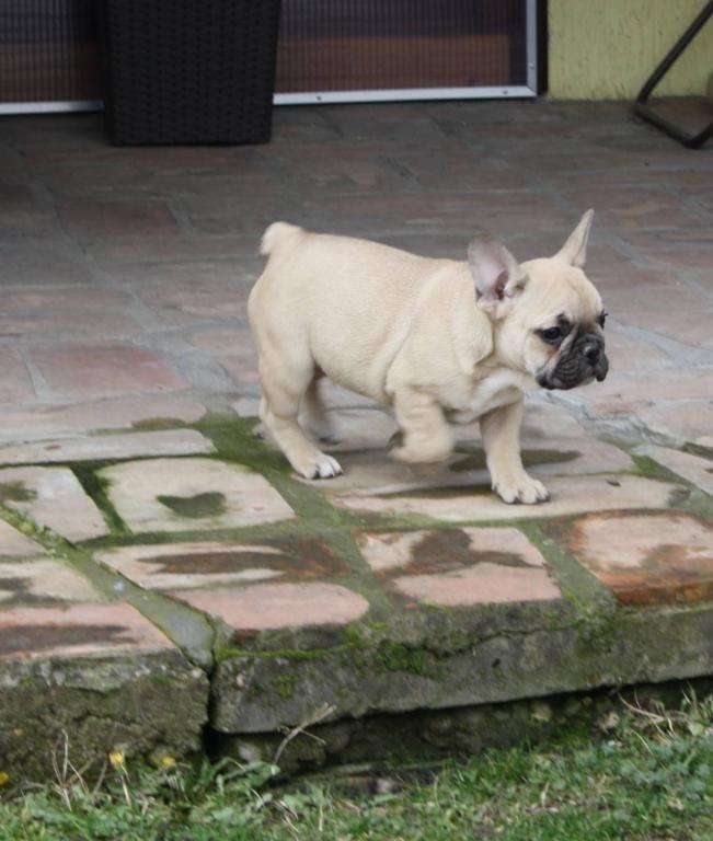 Francuski-buldog-štenci