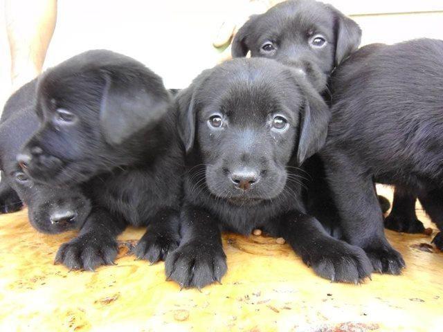 Labrador-retriver-stenci---vrhunsko-leglo