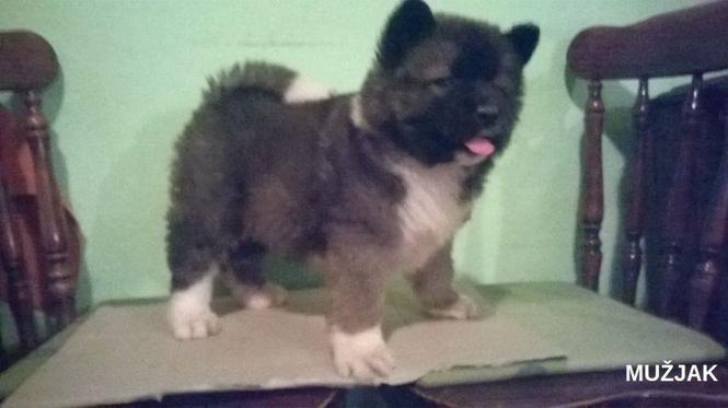 Americka akita, stenad