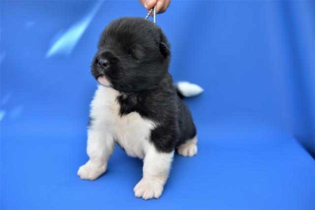 Američka-akita-štenci