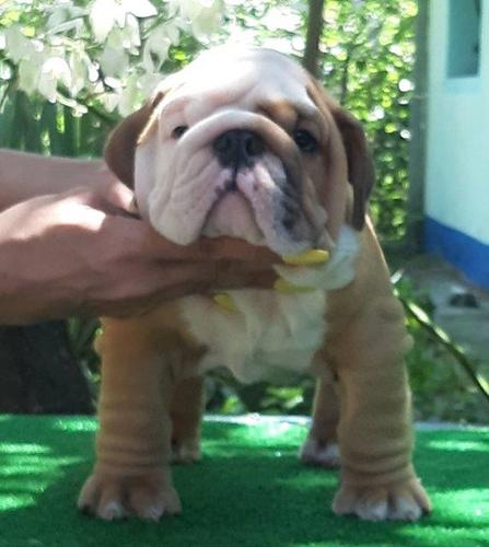 Engleski buldog prelepa stenad