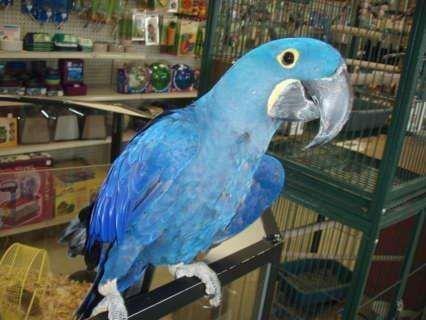 Macaw-inkuizicionale-e-rëndë-në-dispozicion