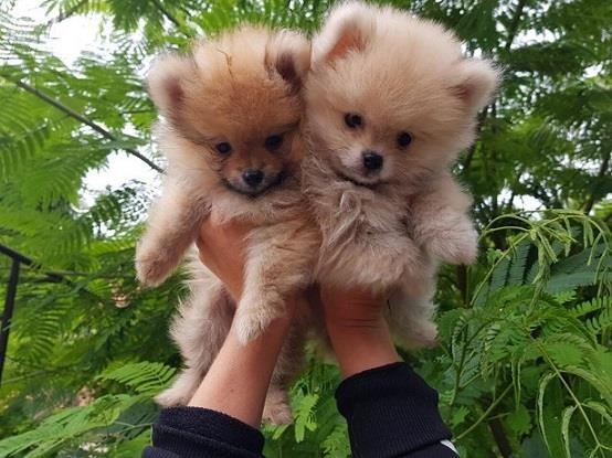 Pomeranci-boo