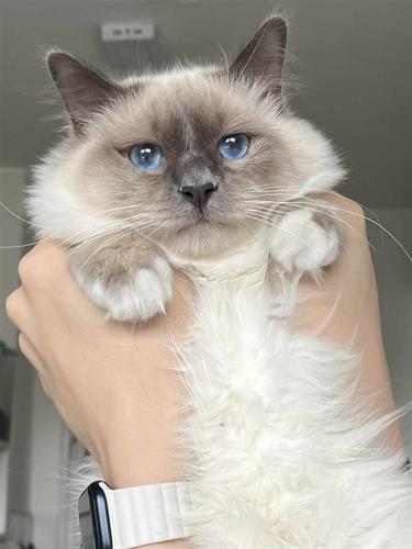 Sveta Birma i Ragdoll mačići