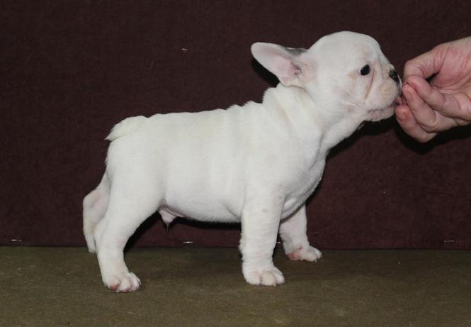 Francuski buldog