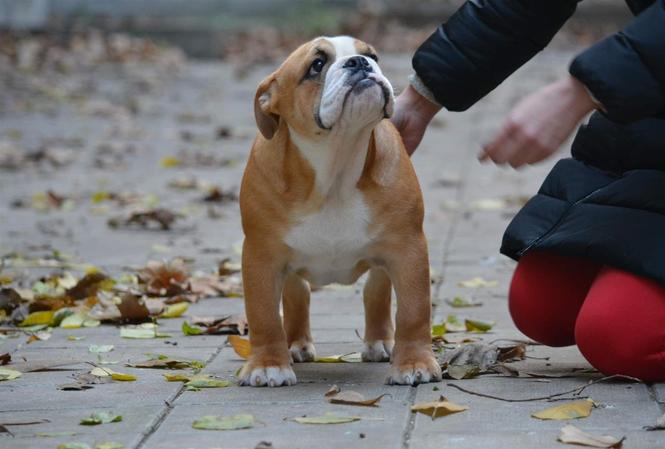 Engleski buldog