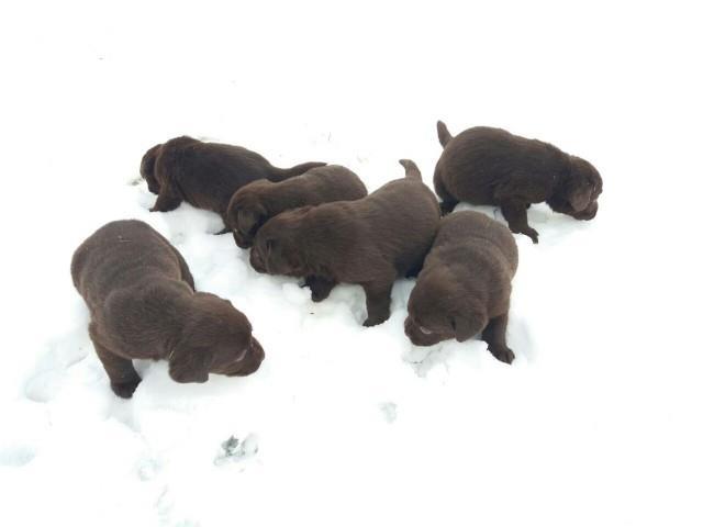 Labrador stenad