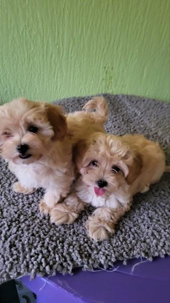 Maltipoo-stenci