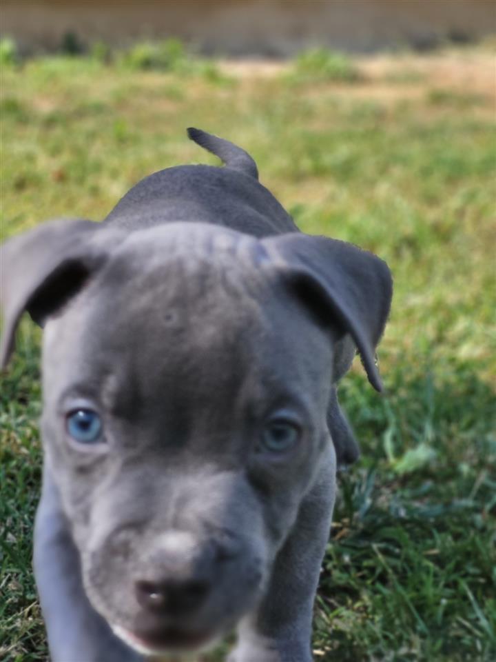Pit-bull-blue-nose-štenci