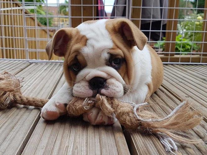 Engleske buldog štenad