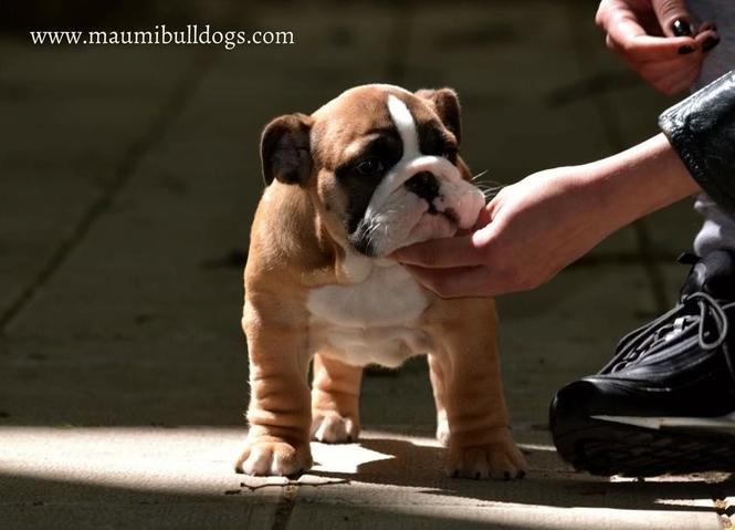 Engleski Buldog
