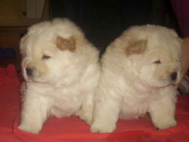 CAU CAU CHOW CHOW stenad 