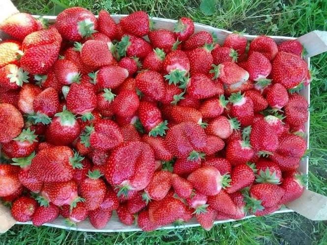 PRODAJA SADNICA JAGODE
MJESECARKE.MAJA.ALBA.
TEL.062780719
C