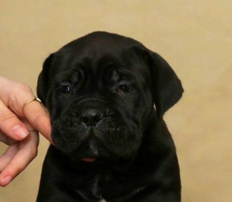 Cane-Corso-VRHUNSKI-štenci