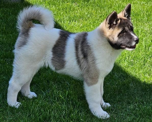 Američka-Akita--štenci-visokog-kvaliteta