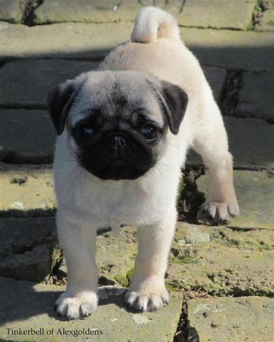 Mops štene