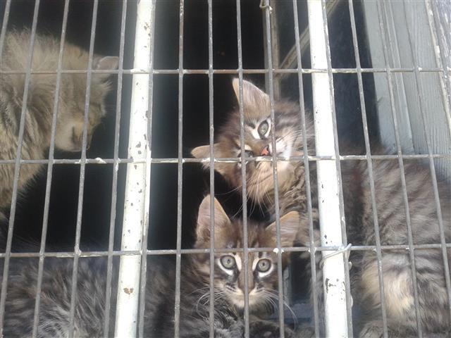 Maine-coon-i-sibirka
