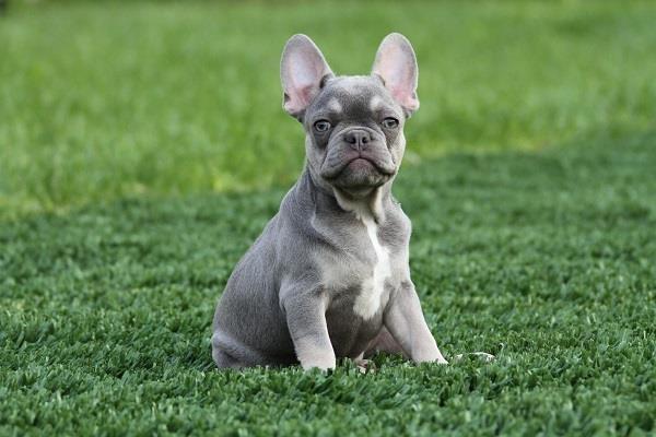 Francuski buldog štenci